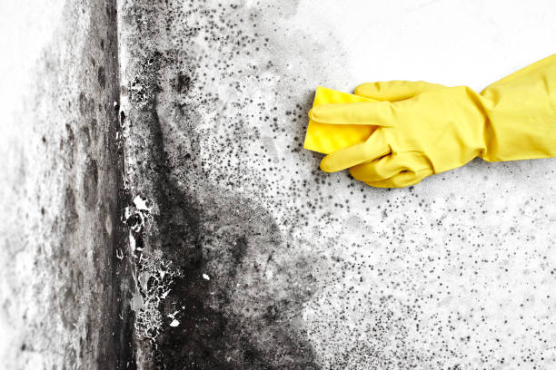 Best Residential Mold Removal  in Ionia, MI
