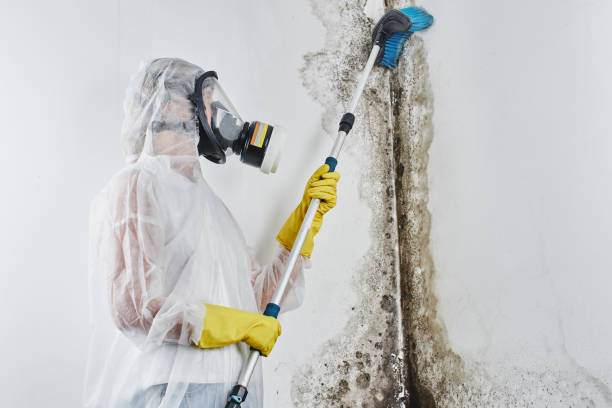 Best Toxic Mold Removal  in Ionia, MI