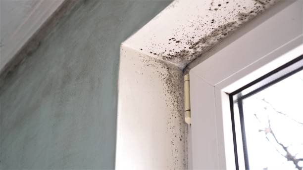 Best Fast Mold Removal  in Ionia, MI