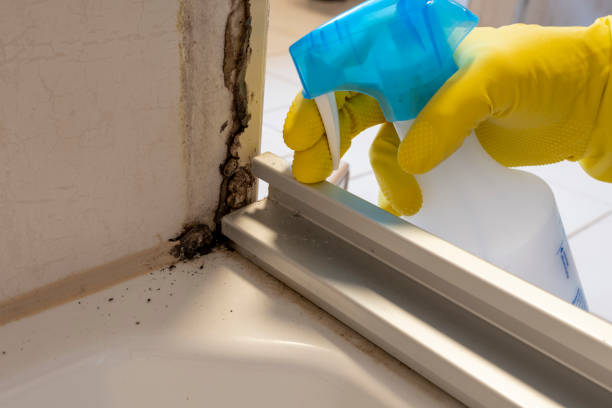 Best Professional Mold Removal  in Ionia, MI