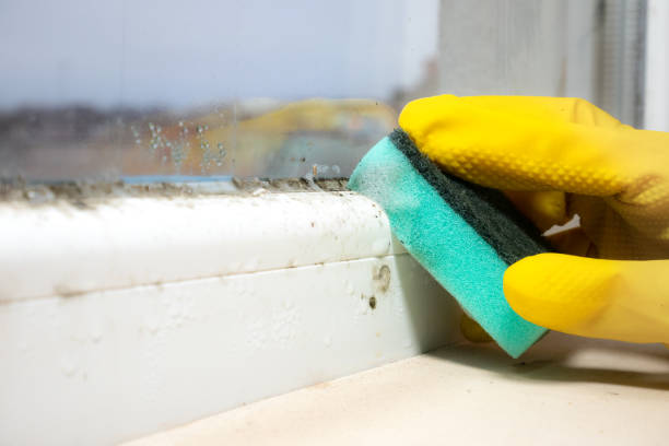Best Certified Mold Removal  in Ionia, MI