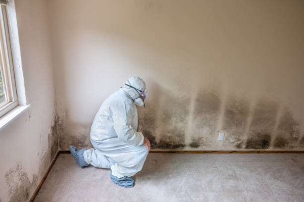 Best Black Mold Removal  in Ionia, MI