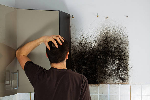 Mold Removal and Inspection in Ionia, MI