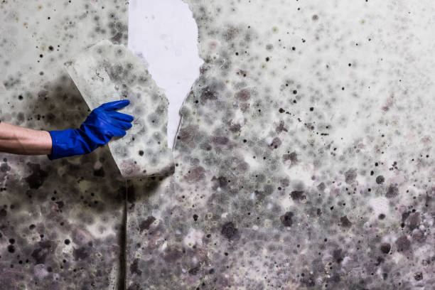 Ionia, MI Mold Removal Company