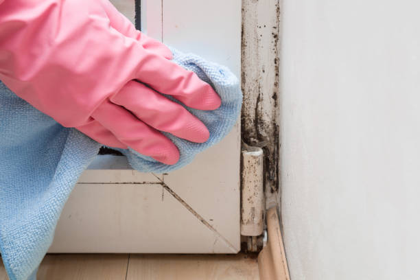 Best Affordable Mold Removal  in Ionia, MI