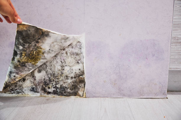 Best Local Mold Removal Service  in Ionia, MI